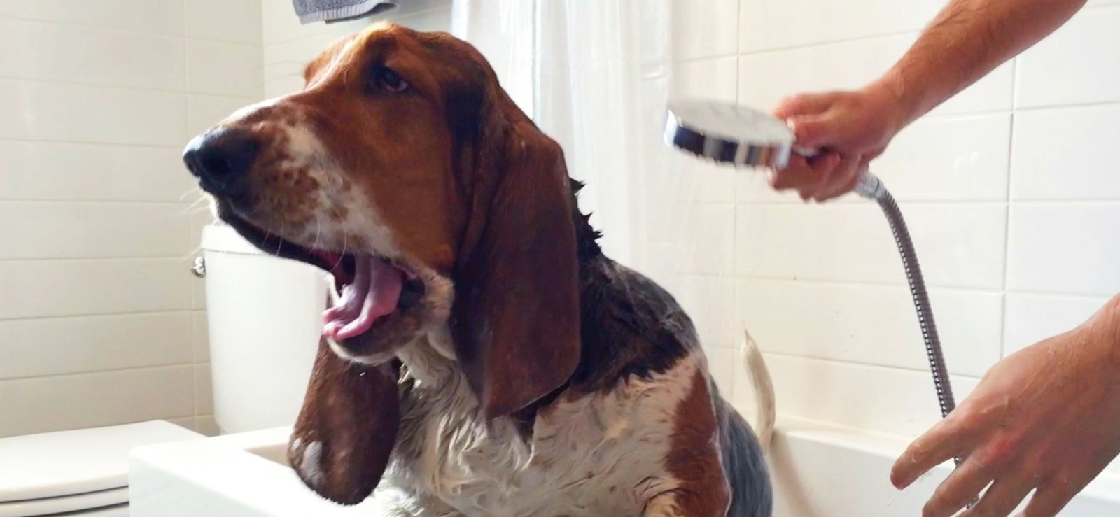 how often to bathe basset hound