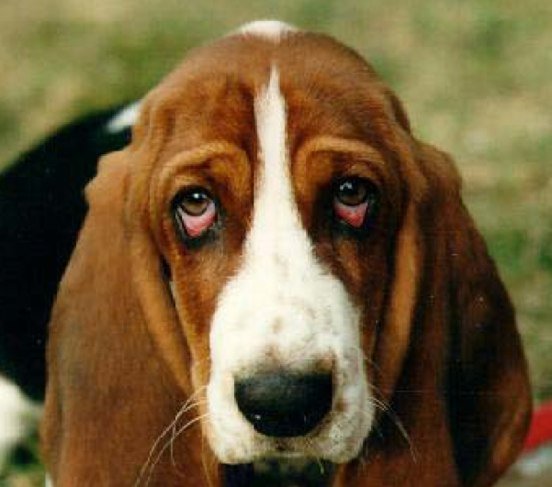 dog droopy eyes lethargy