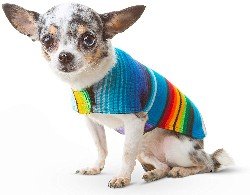 The Best Dog Sweaters 