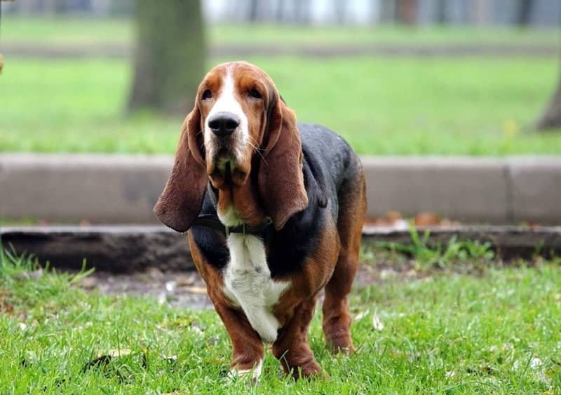 Most Recommended Basset Hound Breeders