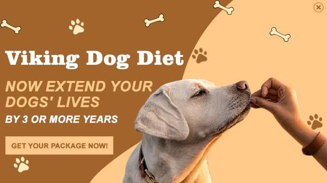 best recommended basset hound food diet