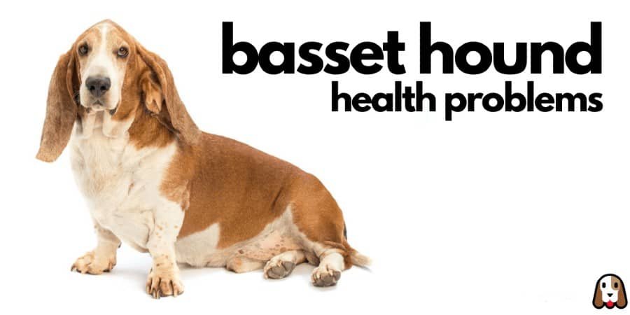 asset hound back leg problems