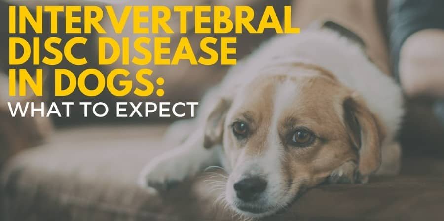 Intervertebral Disc Diseases In Dogs