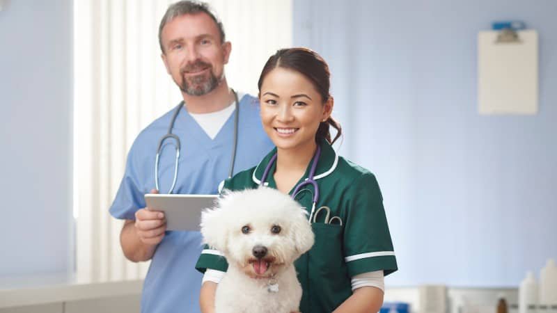 Qualities Of A Good Vet Clinic Near Woronora