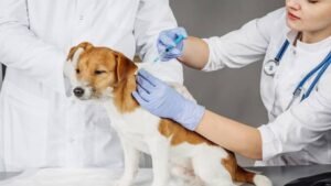 Pet Vaccination Service