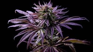 Cannabis Purple Weed