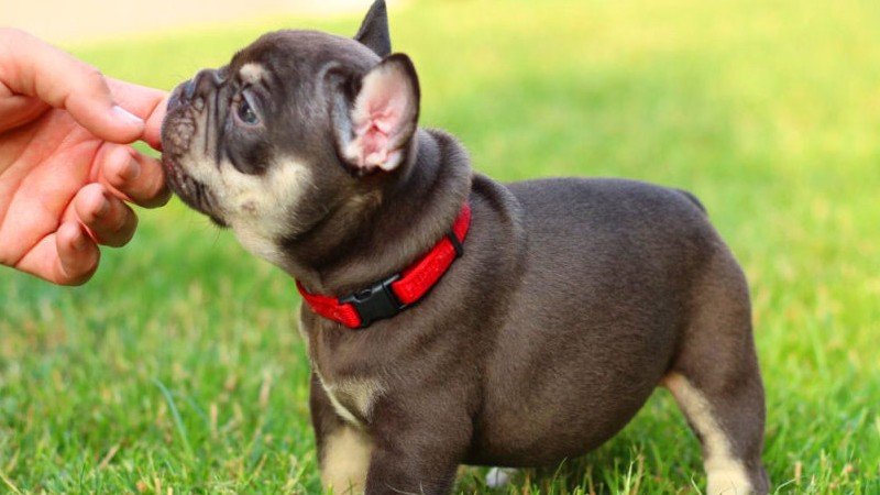 10 Amazing Facts About French Bulldogs You Never Knew