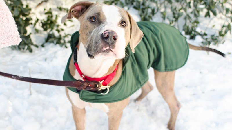 Your Guide to Protecting Your Pets in Cold Weather
