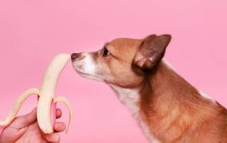 10 Foods That Your Dog Eat