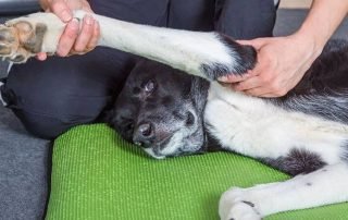 How To Help Dogs With Joint Pain