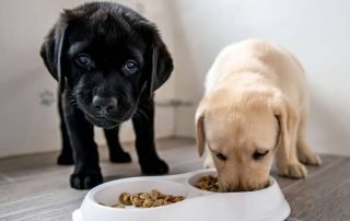healthy low calorie snacks for dogs
