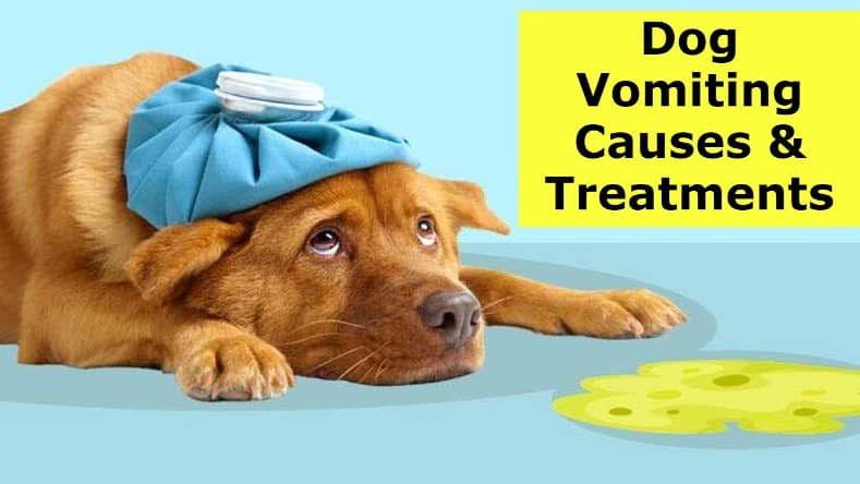 Vomiting In Dogs: Causes And Treatments
