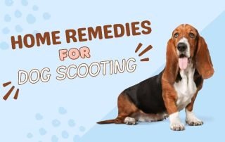 Dog Scooting with Home Remedies