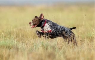 Maximizing Your Dog's Nutrition and Performance