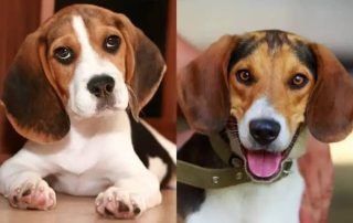 American Beagle Vs English Beagle