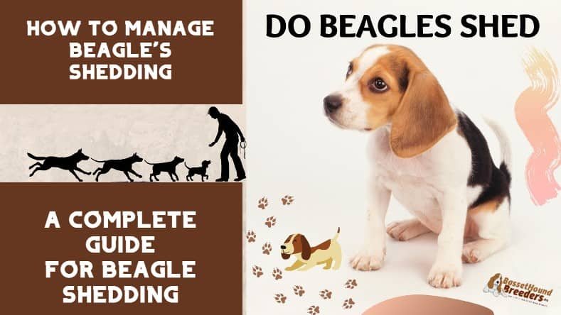 how much do beagles shed