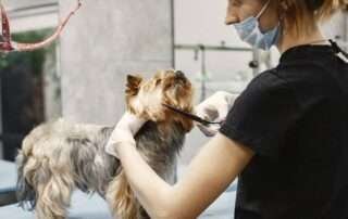 10 Essential Dog Grooming Tips