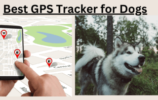 Best GPS Tracker-Basset Hound